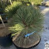 Pinus resinosa 'Morel' - Vaigumänd 'Morel' C5/5L